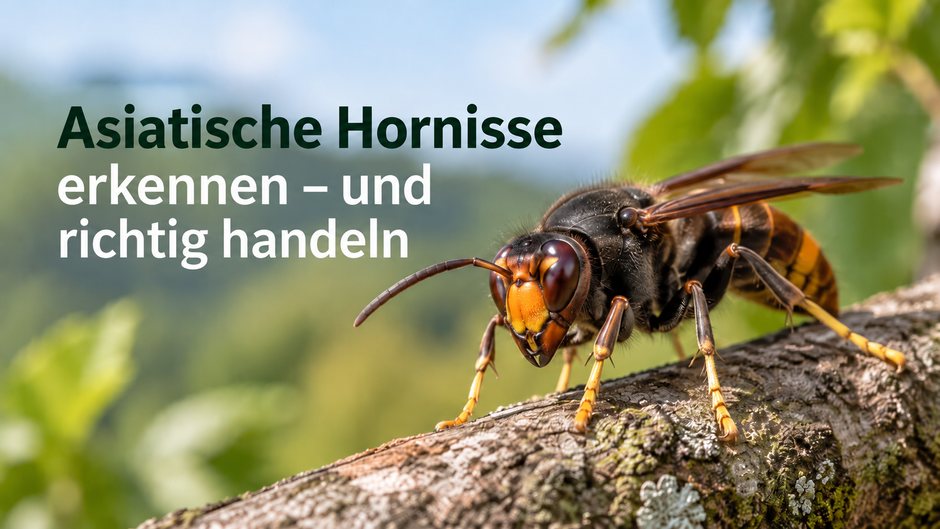 Asiatische Hornisse - erkennen und richtig handeln
