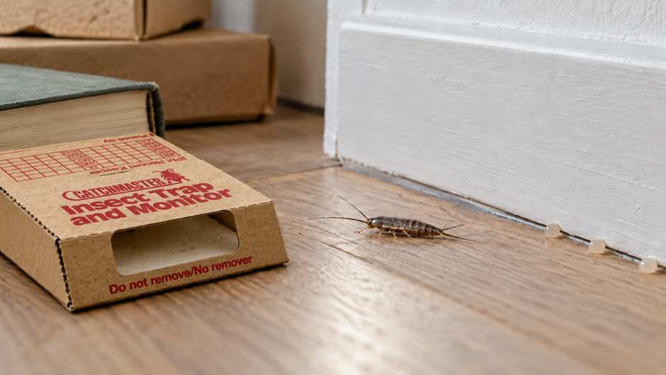 Papierfischchen an einer Sockelleiste, die mit Gelpunkten versehen ist und neben einer Catchmaster Papierfischchenfalle