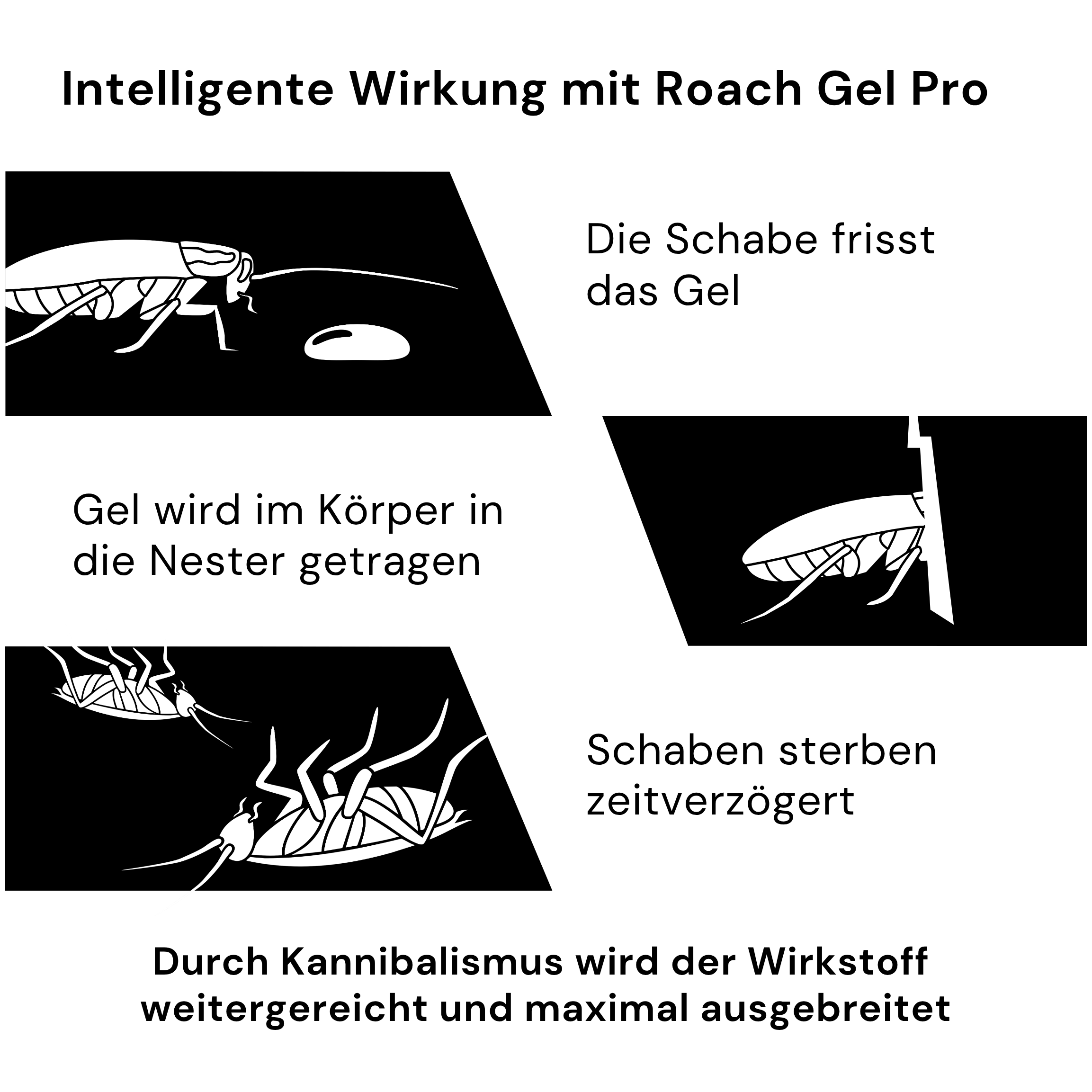 Kaeferling Pro Cockroach Set - Small