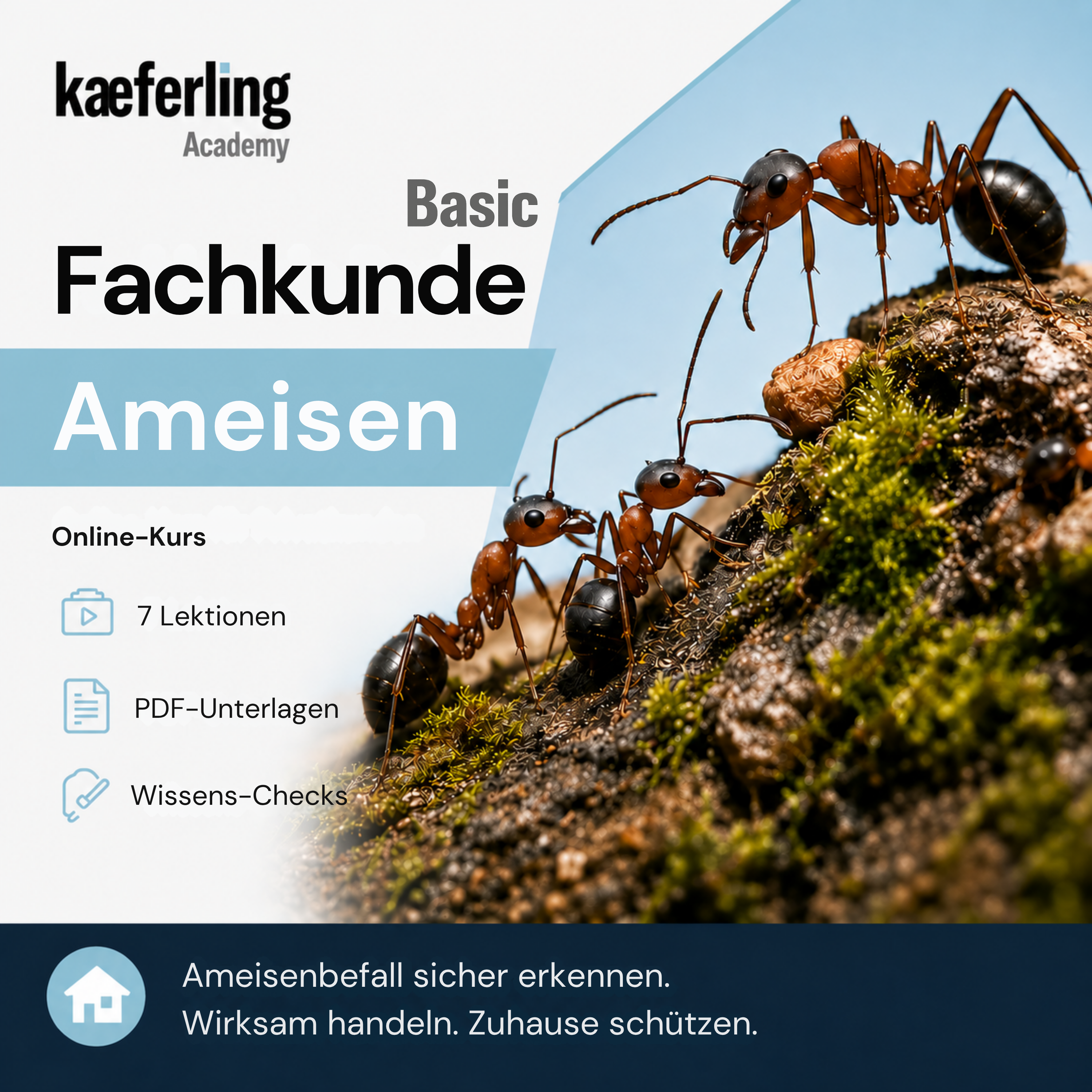 Fachkunde Basic: Ameisen – Online-Schulung