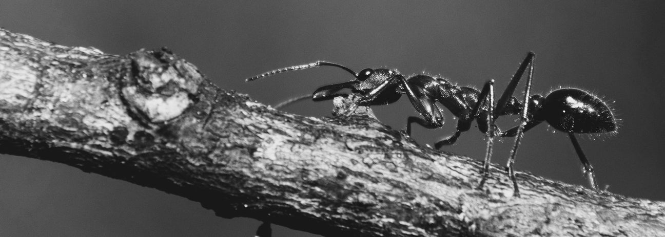 Die Ameise gilt als eines der stärksten und anpassungsfähigsten Insekten der Welt. Auf dieser Schwarz-Weiß-Makroaufnahme ist ihre detailreiche Körperstruktur zu erkennen: kräftige Mandibeln, lange Fühler und der glänzende Hinterleib. Ameisen spielen eine zentrale Rolle in vielen Ökosystemen, können aber auch im Haushalt zur Plage werden. Die Aufnahme verdeutlicht die faszinierende Anatomie dieser kleinen, aber äußerst widerstandsfähigen Tiere.