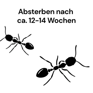 Grafik zur Ameisenbekämpfung mit Hinweis auf das Absterben der Ameisen nach etwa 12 bis 14 Wochen