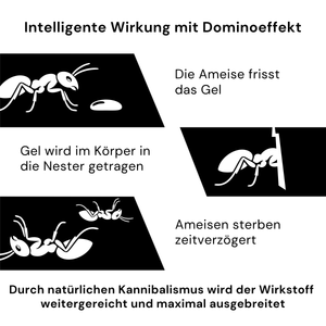 Infografik zur Ameisenbekämpfung mit Dominoeffekt durch Gelköder