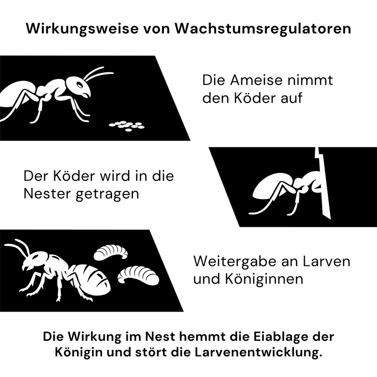 Infografik zur Ameisenbekämpfung mit Wirkungsweise von Wachstumsregulatoren: Ameisen nehmen Köder auf, tragen ihn ins Nest und geben ihn an Larven und Königinnen weiter